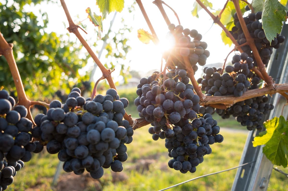 Integra reato la falsa indicazione della provenienza dell’origine italiana di mosto venduto attraverso “wine kit”