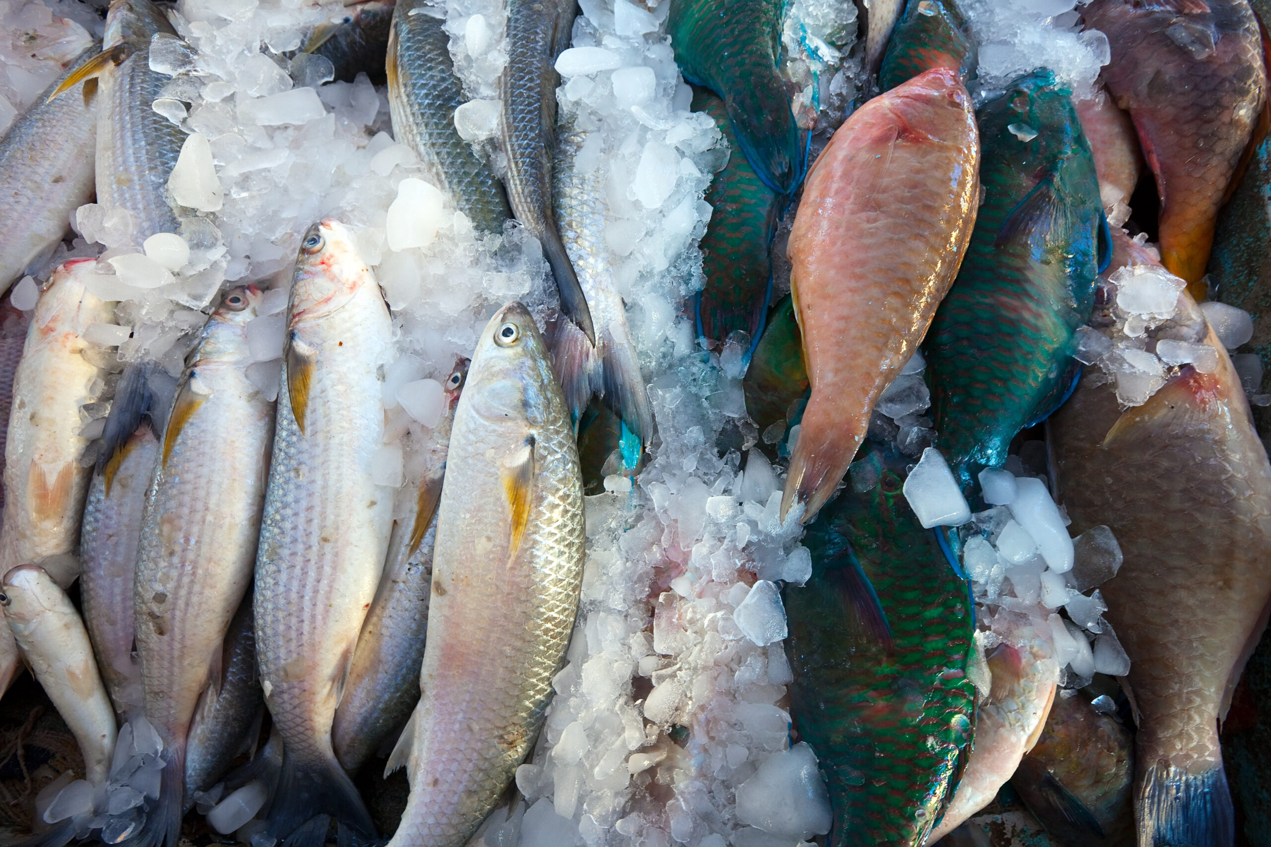 Frodi Alimentari Pesce